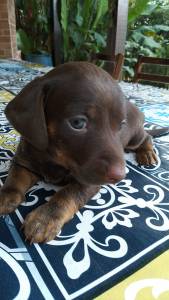 FILHOTE DE BASSET TECKEL CHOCOLATE MACHO