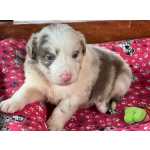 Border Collie Filhotes de border collie So Paulo Cotia