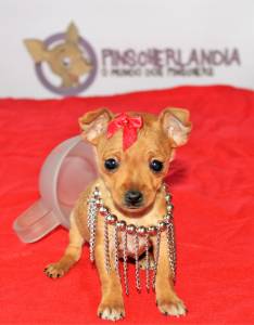 Pinscher Dourada Alice entrega imediata