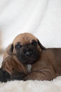 Dogue alemão dourado