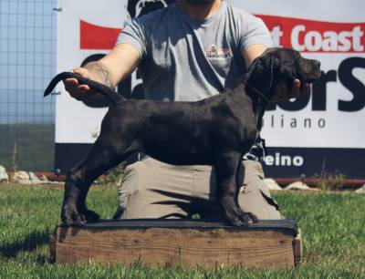 Cane Corso