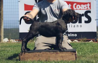 Cane Corso