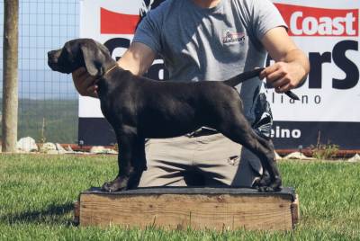 Cane Corso