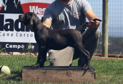 Cane Corso