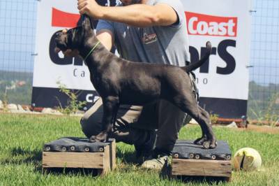 Cane Corso