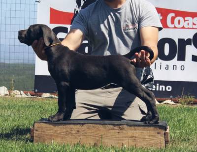 Cane Corso