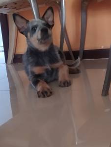 BLUE HEELER