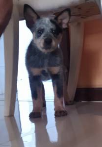 BLUE HEELER