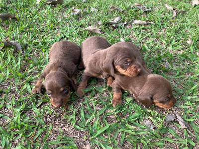 Filhotes de Dachshund machos e fmeas