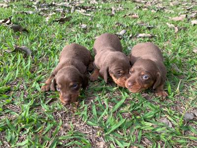 Filhotes de dachshund anes