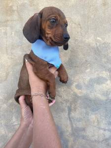 BASSET MINI TECKEL LINDOS  CHCOLATE DOURADO  PARC DEZ X ENTREO HOJE  CHAMA NO ZAP