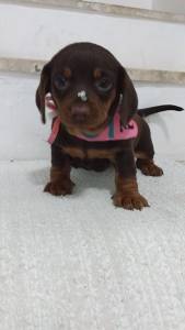 BASSET MINI TECKEL LINDOS  CHCOLATE DOURADO  PARC DEZ X ENTREO HOJE  CHAMA NO ZAP