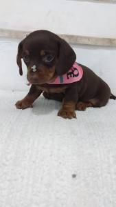 BASSET MINI TECKEL LINDOS  CHCOLATE DOURADO  PARC DEZ X ENTREO HOJE  CHAMA NO ZAP
