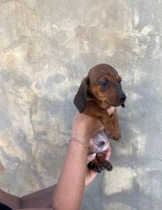 BASSET MINI TECKEL LINDOS  CHCOLATE DOURADO  PARC DEZ X ENTREO HOJE  CHAMA NO ZAP