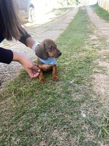 BASSET MINI TECKEL LINDOS  CHCOLATE DOURADO  PARC DEZ X ENTREO HOJE  CHAMA NO ZAP