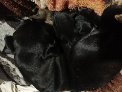 Filhotes de Pug abric e black