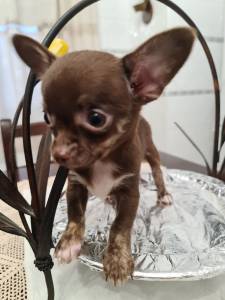 Chihuahua Fmea miniatura chocolate