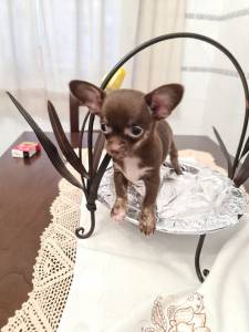 Chihuahua Fmea miniatura chocolate