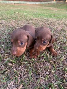 Filhotes de Dachshund machos e fmeas