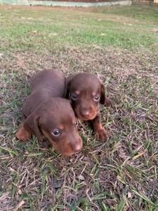 Filhotes de Dachshund machos e fmeas