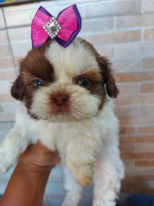 Filhotes de shihtzu machos e fmeas