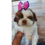 Shih-tzu Filhotes de shihtzu machos e fmeas So Paulo IBINA