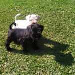 Schnauzer Miniatura (ano) Filhotes disponveis