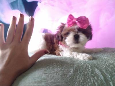 Shih tzu micro macho e femea