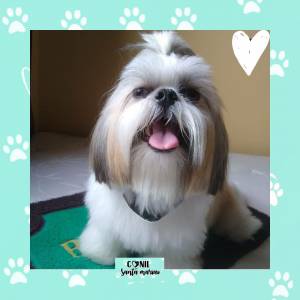 Shih tzu micro macho e femea