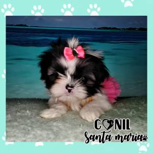 Shih tzu micro macho e femea