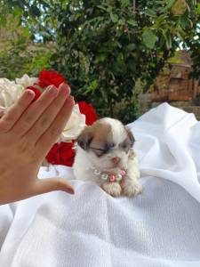 Shih tzu micro macho e femea