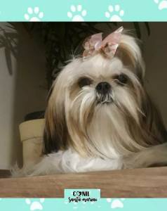 Shih tzu micro macho e femea