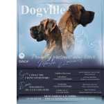 Dogue Alemo Cachorros Dogue Alemo Porto Gaia