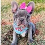 Bulldog Francs Bulldogs franceses timos valores