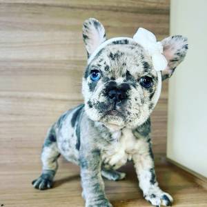 MINIATURAS DE BULLDOG FRANCES  CORRE PRECOS IMPERDIVEIS