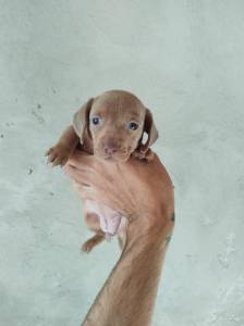 Filhotes de dachshund Filhotes de dachshund