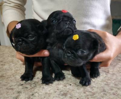 Filhotes de Pug Black e abric