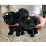 Pug Filhotes de Pug Black e abric