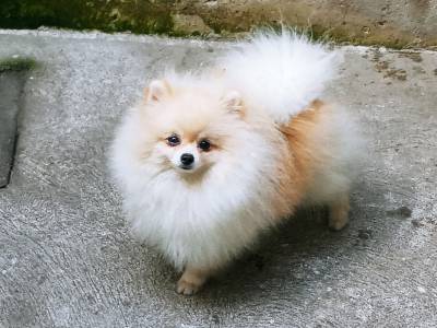 Spitz Alemo lulu da pomerania macho preto RJ