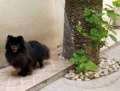 Spitz Alemo lulu da pomerania macho preto RJ