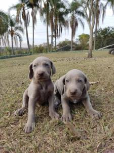 Filhotes de weimaraner