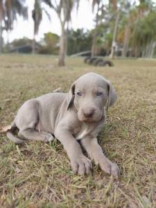 Filhotes de weimaraner