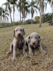 Filhotes de weimaraner