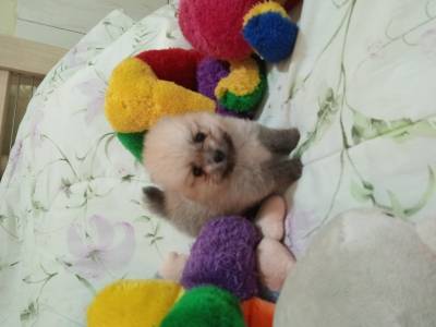 Spitz Alemo lulu da pomerania macho  laranja anao RJ