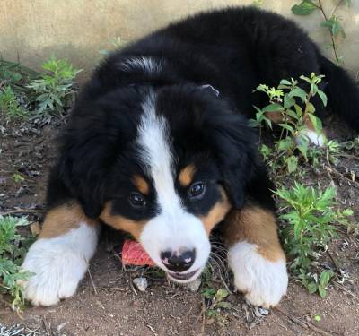 BERNESE LINDO MACHO VACINADO CHIPADO PEDIGREE ENTREGO HOJE CHAMA NO ZAP