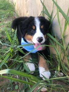 BERNESE LINDO MACHO VACINADO CHIPADO PEDIGREE ENTREGO HOJE CHAMA NO ZAP