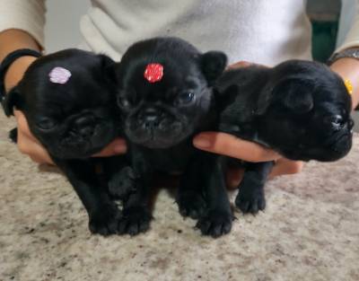 Filhotes de Pug abricot e black