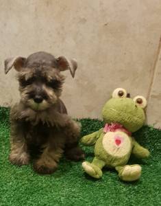 Schnauzer fmea