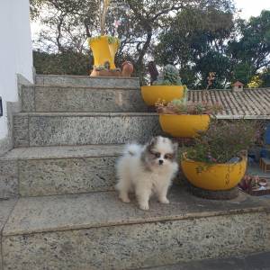 spitz alemao filhotes a venea