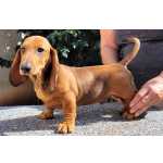 Dachshund Teckel filhotes vermelhos